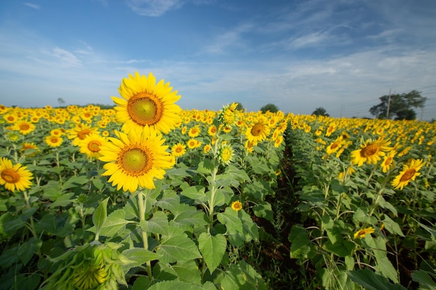 Sonnenblumenfelder