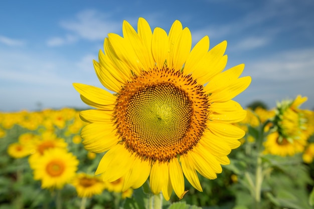 Sonnenblumenfelder