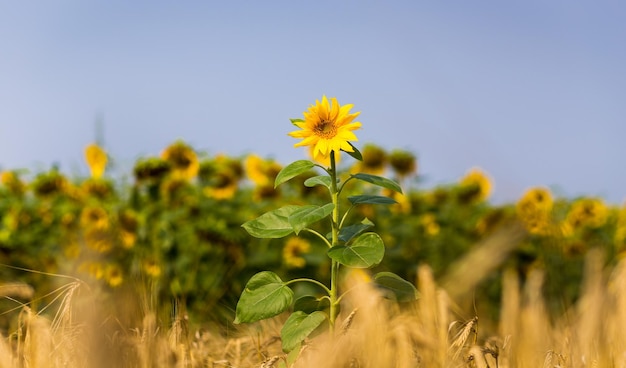 SonnenblumenfeldFeld blühender Sonnenblumen auf einem Hintergrund SonnenuntergangSommerlandschaftHellgelbe Sonnenblumen und SonneSonnenblumenernte