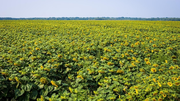 SonnenblumenfeldFeld blühender Sonnenblumen auf einem Hintergrund SonnenuntergangSommerlandschaftHellgelbe Sonnenblumen und SonneSonnenblumenernte