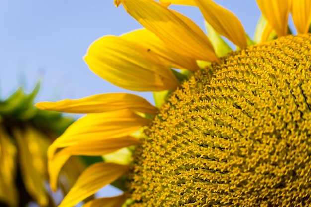 SonnenblumenfeldFeld mit blühenden Sonnenblumen auf einem Hintergrund SonnenuntergangSommerlandschaftHelle gelbe Sonnenblumen und SonneNahaufnahme von Sonnenblumen gegen ein Feld