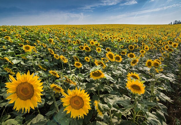 Sonnenblumenfeldlandschaft mit großer Blume in der Front