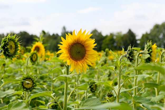 Sonnenblumenfeldlandschaft