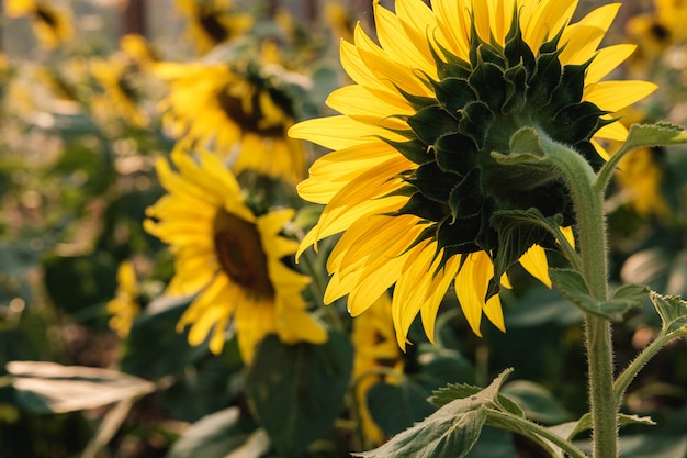 Sonnenblumenfeldnatur