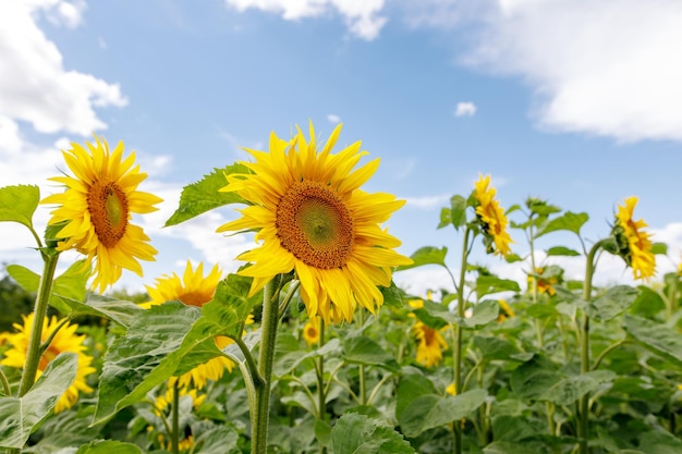 Sonnenblumengarten Sonnenblumen haben reichlich gesundheitliche Vorteile. Sonnenblumenöl verbessert die Gesundheit der Haut und