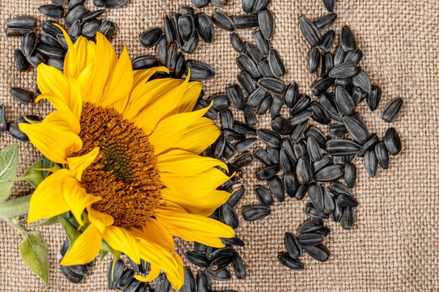 Foto sonnenblumenkerne und sonnenblumensamen auf burlap