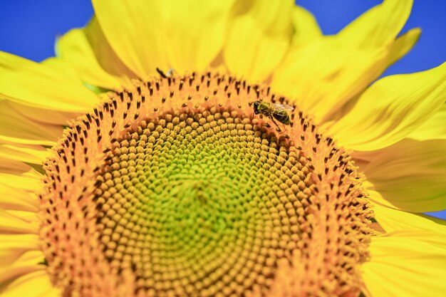 Sonnenblumenkerne und Wespeninsekt hautnah auf blauem Himmelshintergrund.