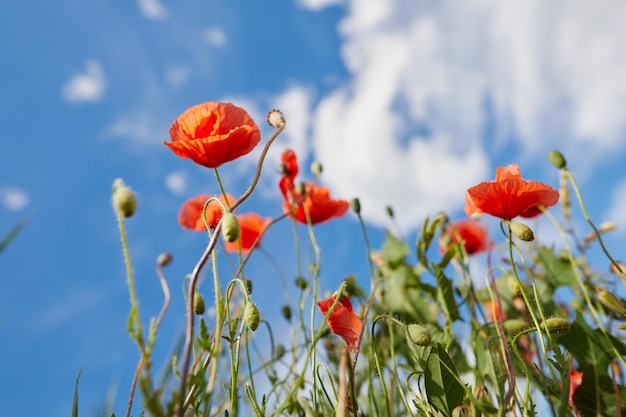 Sonnenblumennahaufnahme auf dem Feld eines landwirtschaftlichen Unternehmens