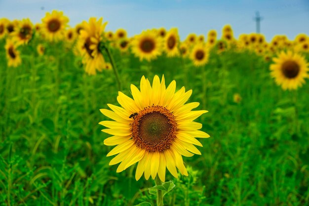 Foto sonnenblumenpflanze, die von honigbienen bestäubt wird, sonnenblume, natürlicher hintergrund sonnenblümchen, blühende sonnenblüten