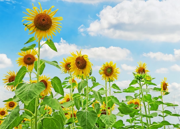 Sonnenblumenpflanze mit einem hellen Himmel