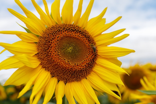 Sonnenblumenplantage. Gelbe Sonnenblumenblume wächst. Sommerlandschaft.