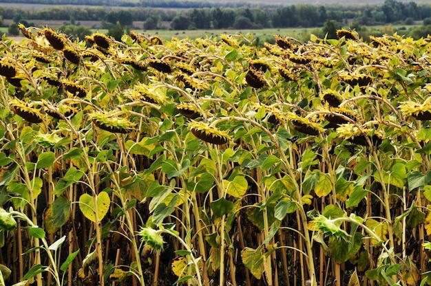 Sonnenblumenreifung. Feld mit Sonnenblumen. Panorama von landwirtschaftlichen Flächen.