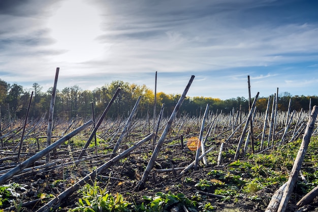 Sonnenblumenreste nach der Ernte vor dem Bodenerhalt und der Verarbeitung durch den Biodestructor