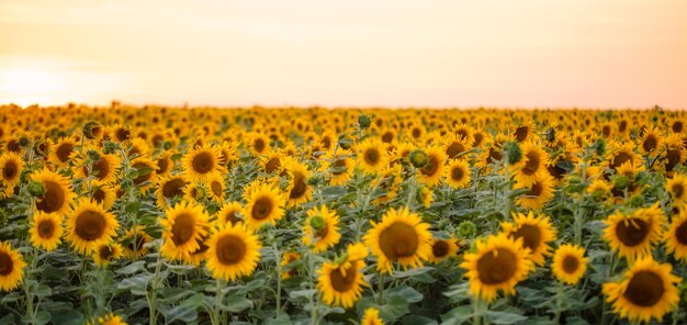 Sonnenblumenruhe Eine ruhige Oase der Blüten unter der untergehenden Sonne