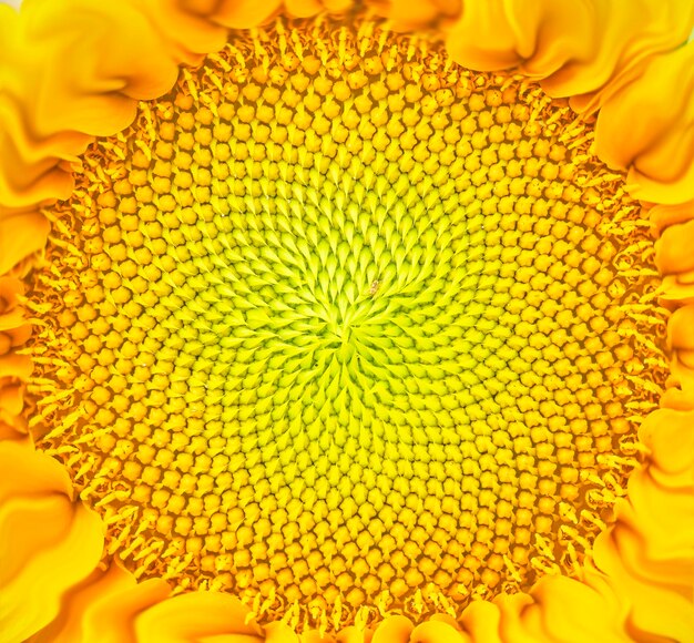Sonnenblumenscheibenblumen
