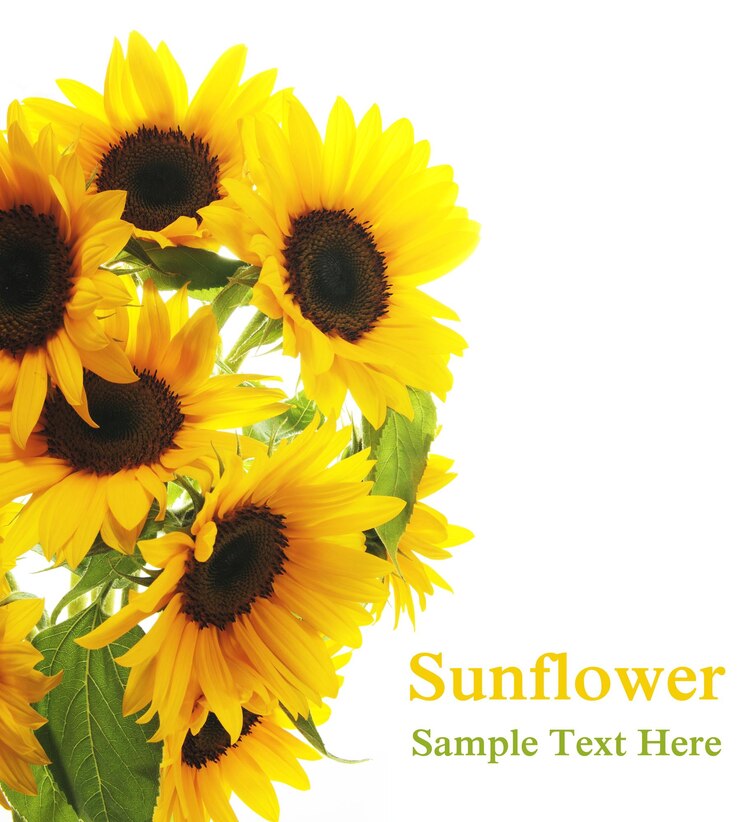 Sonnenblumenweißer Hintergrund