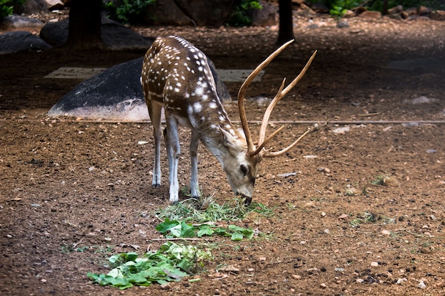 Sonnendurchflutetes Rotwild Cervus Elaphus Hirsch mit neuen Geweihen, die in der Sommernatur mit Blick auf die Kamera wachsen