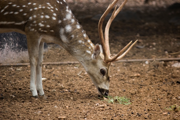 Sonnendurchflutetes Rotwild Cervus Elaphus Hirsch mit neuen Geweihen, die in der Sommernatur mit Blick auf die Kamera wachsen