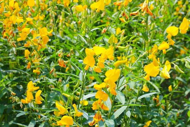 Sonnenhanf oder Crotalaria juncea