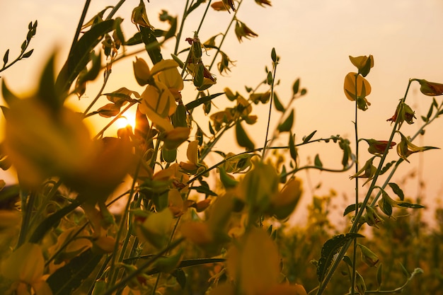 Sonnenhanfblume mit Gartenblumen und Sonnenuntergang