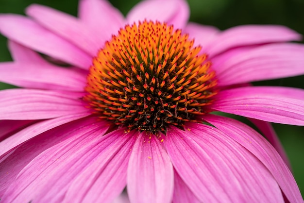 Sonnenhut (Echinacea Purpurea), Blumen des Sommers