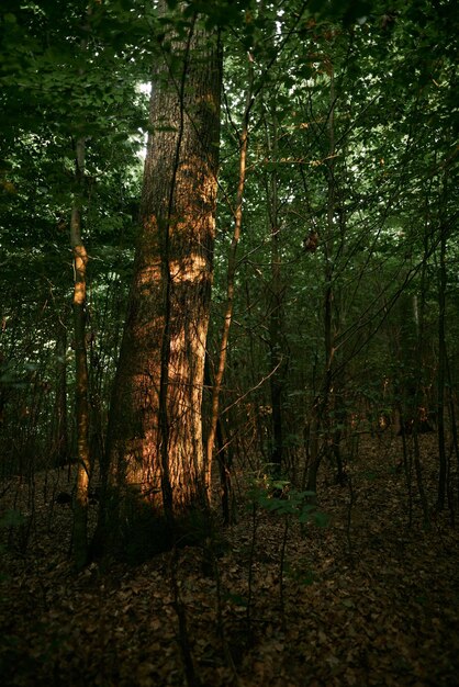 Sonnenlicht auf einem Baumstamm an einem Sommerabend Nahaufnahme von Sonnenstrahlen auf dem Baum Geheimnisvoller Wald während der goldenen Stunden