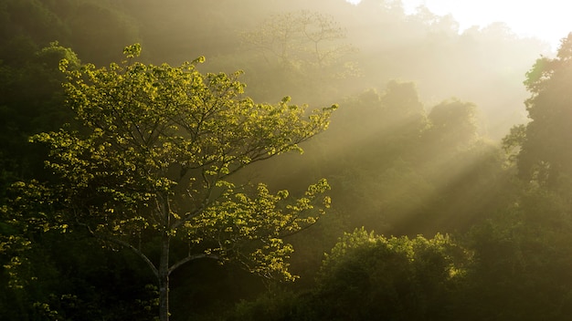 Sonnenlicht auf Wald