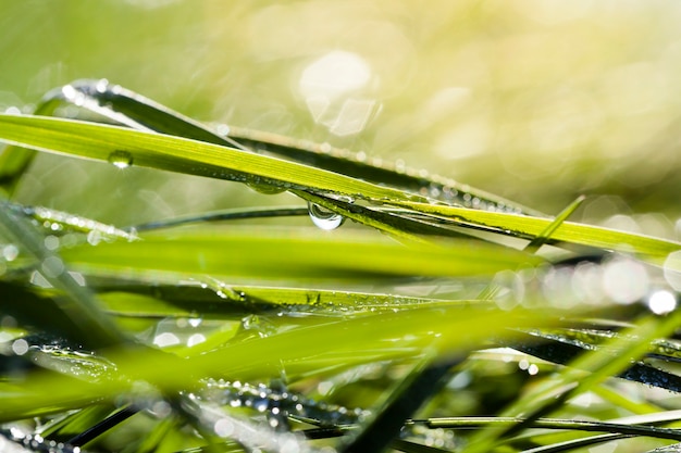 Sonnenlicht beleuchtet das grüne Gras mit glänzenden Wassertropfen aus Tau und Regen, Nahaufnahme auf der Lichtung