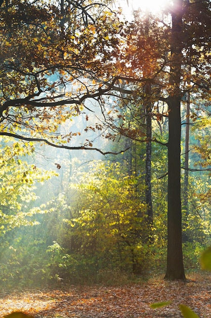 Sonnenlicht beleuchtete Rasenfläche im herbstlichen Wald