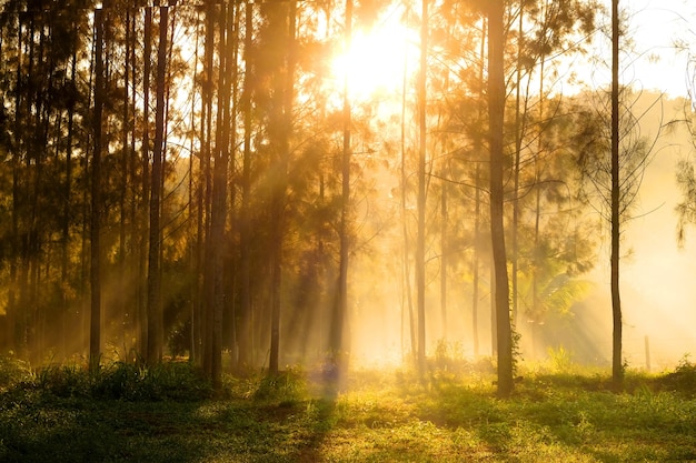 Sonnenlicht bricht durch die Bäume und Lichtstrahlen