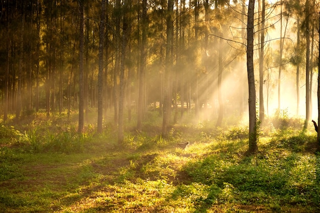 Sonnenlicht bricht durch die Bäume und Lichtstrahlen