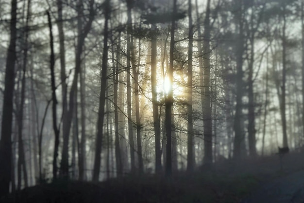 Sonnenlicht, das bei Nebelwetter durch nackte Bäume strahlt