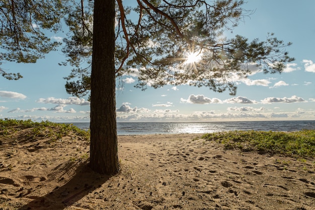 Sonnenlicht, das durch die Kiefer am Sandstrand des finnischen Golfs in Russland kommt.