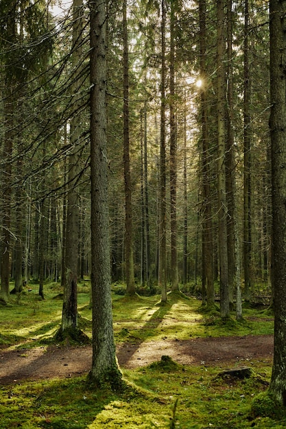 Sonnenlicht, das durch einen herbstlichen Kiefernwald strömt