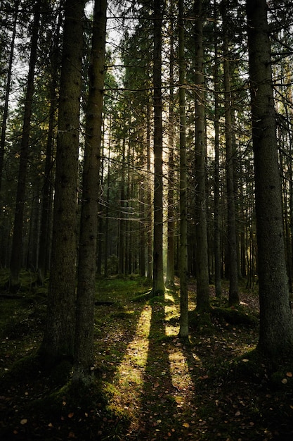 Sonnenlicht, das durch einen Pinienwald strömt