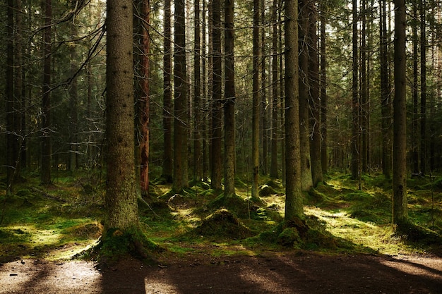 Sonnenlicht, das durch einen Pinienwald strömt