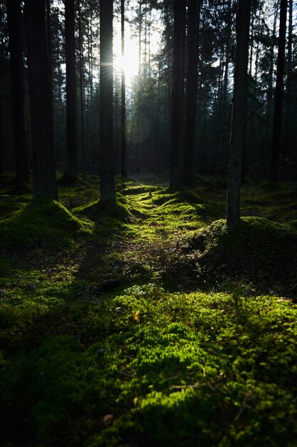 Sonnenlicht, das durch einen Pinienwald strömt