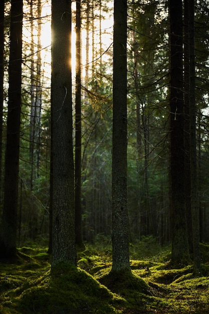 Sonnenlicht, das durch einen Pinienwald strömt