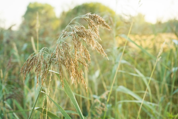 Sonnenlicht des Herbstgrases morgens. Land Landschaft