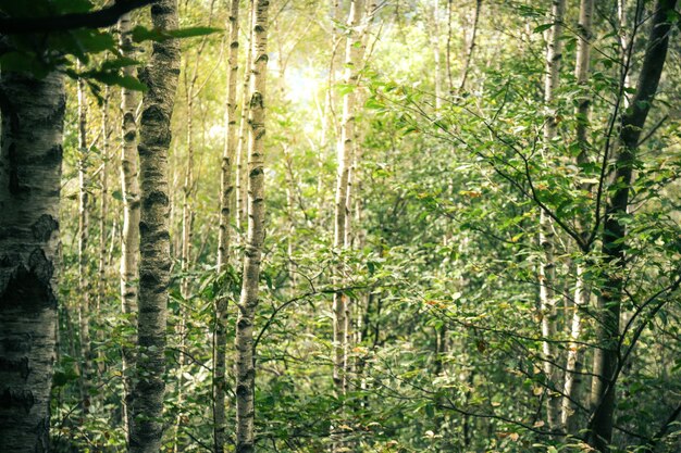 Sonnenlicht durch das Laub des Waldes an einem Sommertag im Berg, wunderschöner Naturblick auf den italienischen Park