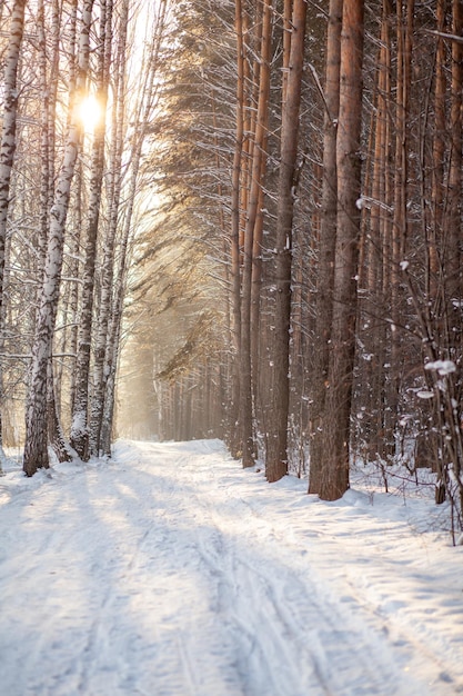 Sonnenlicht durch die Bäume im Wald Schneebäume und eine Langlaufloipe Schöne Straßen