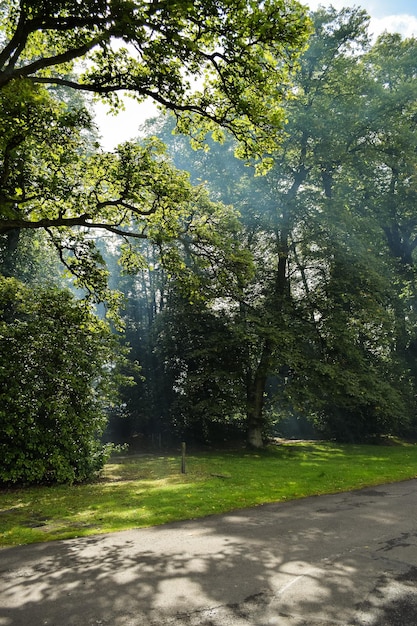 Sonnenlicht durch die Bäume Schottland