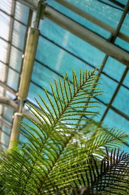 Sonnenlicht durch Farnblätter im weichen Glasdach des tropischen Gewächshauses auf dem Hintergrund