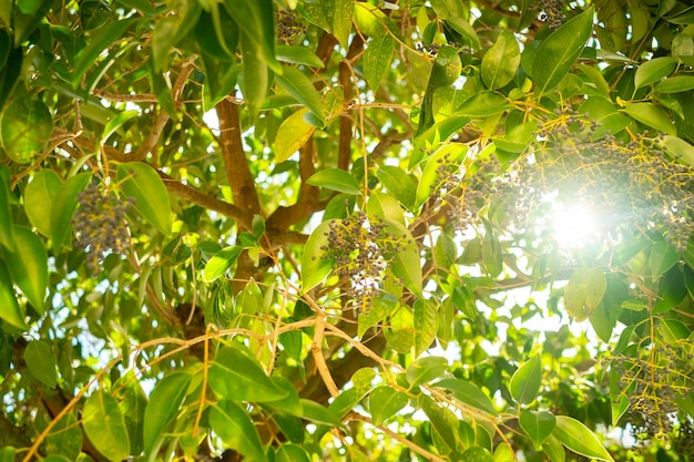 Sonnenlicht durch grüne Blätter im Sommer.