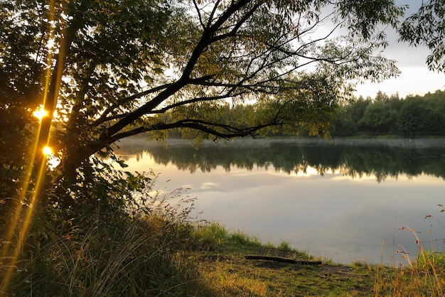 Sonnenlicht durch Äste am Seeufer im Sommersonnenuntergang