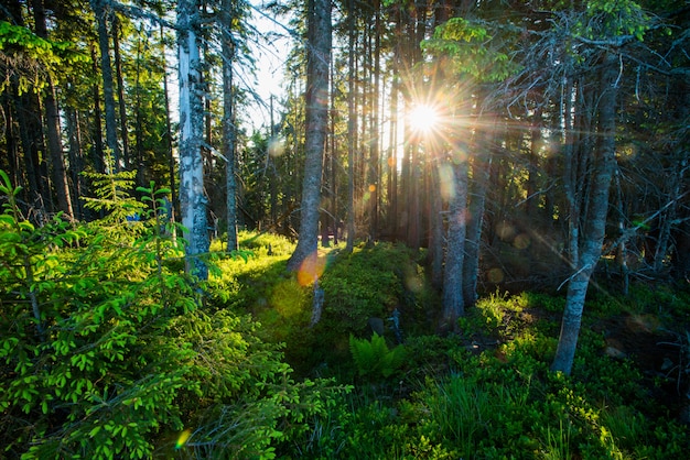 Sonnenlicht durch Tannen