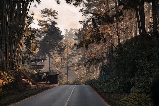 Sonnenlicht durch tropischen Regenwald auf der Straße im Nationalpark auf dem Land