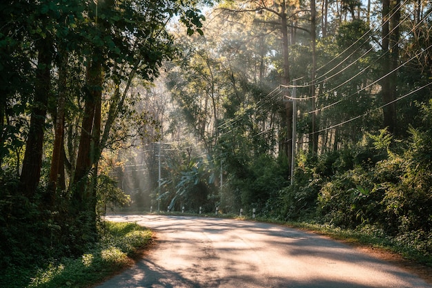 Sonnenlicht durch tropischen Regenwald auf kurvenreicher Straße im Nationalpark auf dem Land