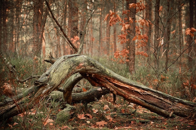 Foto sonnenlicht fällt auf den baumstamm im wald