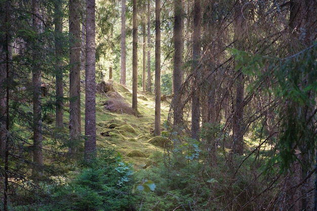 Sonnenlicht fällt durch einen Pinienwald Bäume und Moos auf dem Waldboden